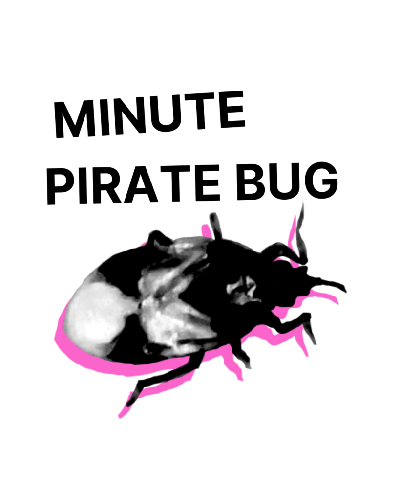 Pirate Bugs - Tubes/Bottles/Containers