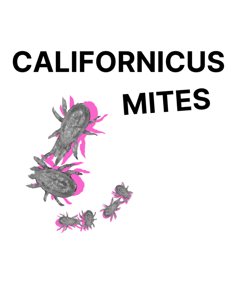 Californicus Mites - Tubes/Bottles/Containers