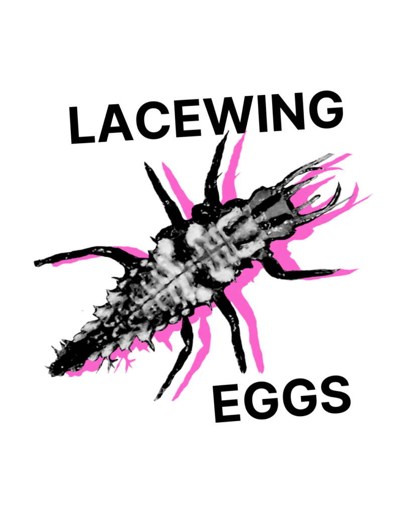 Lacewing Eggs - Tubes/Bottles/Containers