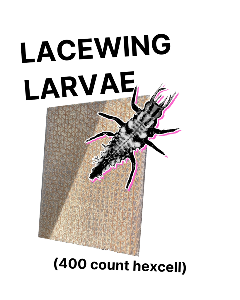 Lacewing Larvae - Hexcell of 400 larvae