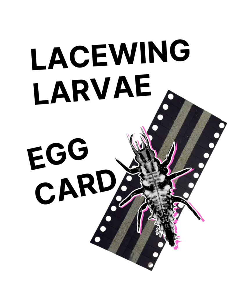 Lacewing Eggs - Cards