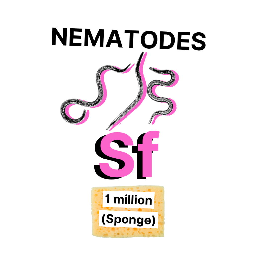 Nematodes Sf - Sponge