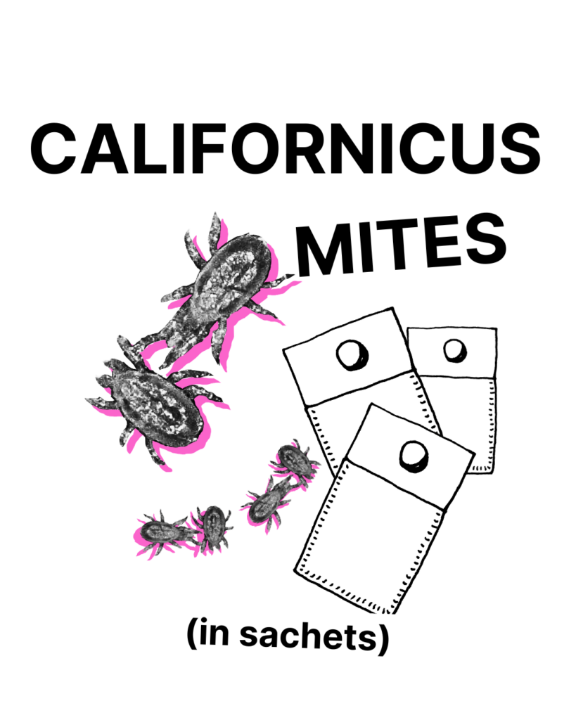 Californicus Mites - Sachets