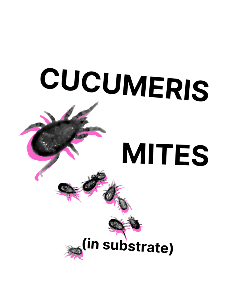 Cucumeris Mites - Tubes/Bottles/Containers