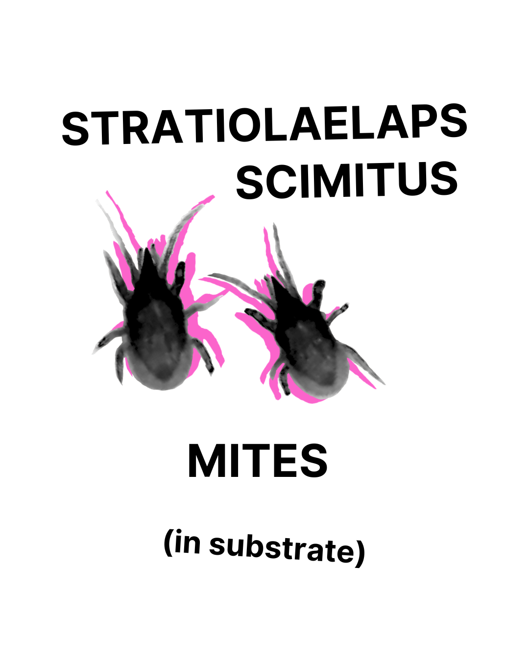 Stratiolaelaps Mites - Tubes/Bottles/Containers