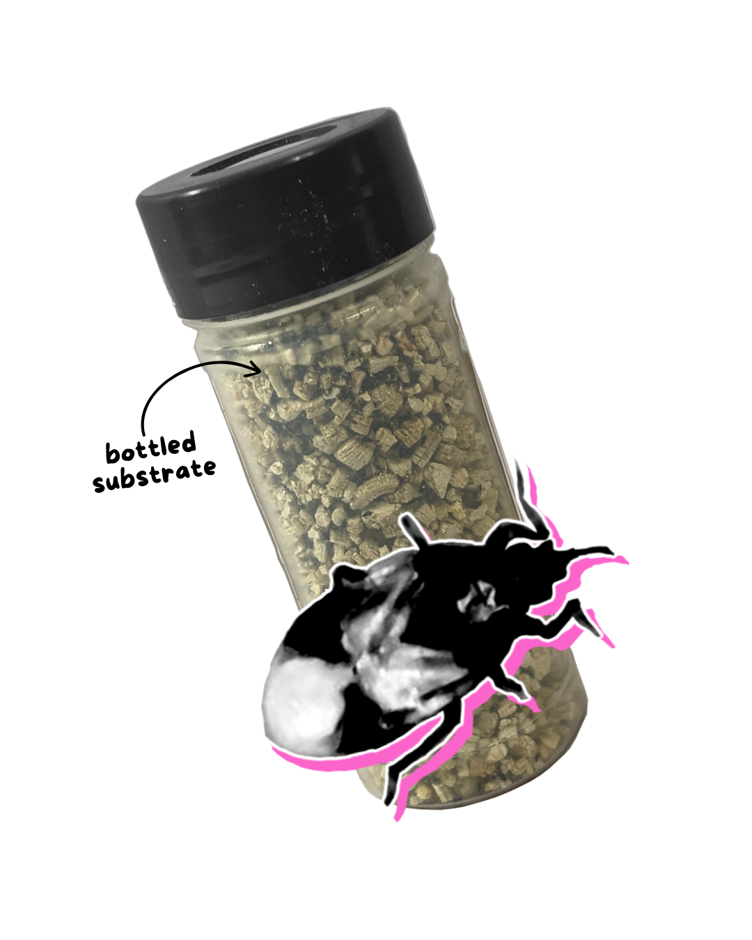 Pirate Bugs - Tubes/Bottles/Containers - Image 2