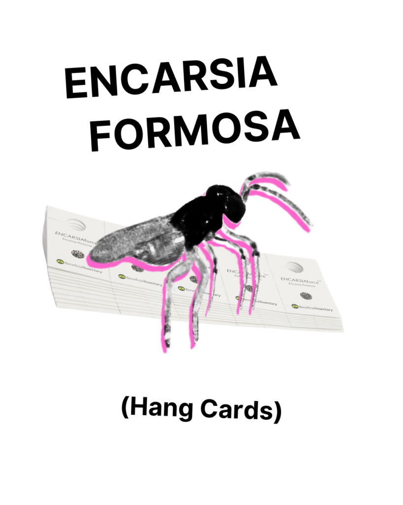 Encarsia Formosa - Cards