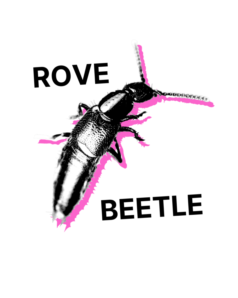 Rove Beetles - Tubes/Bottles/Containers