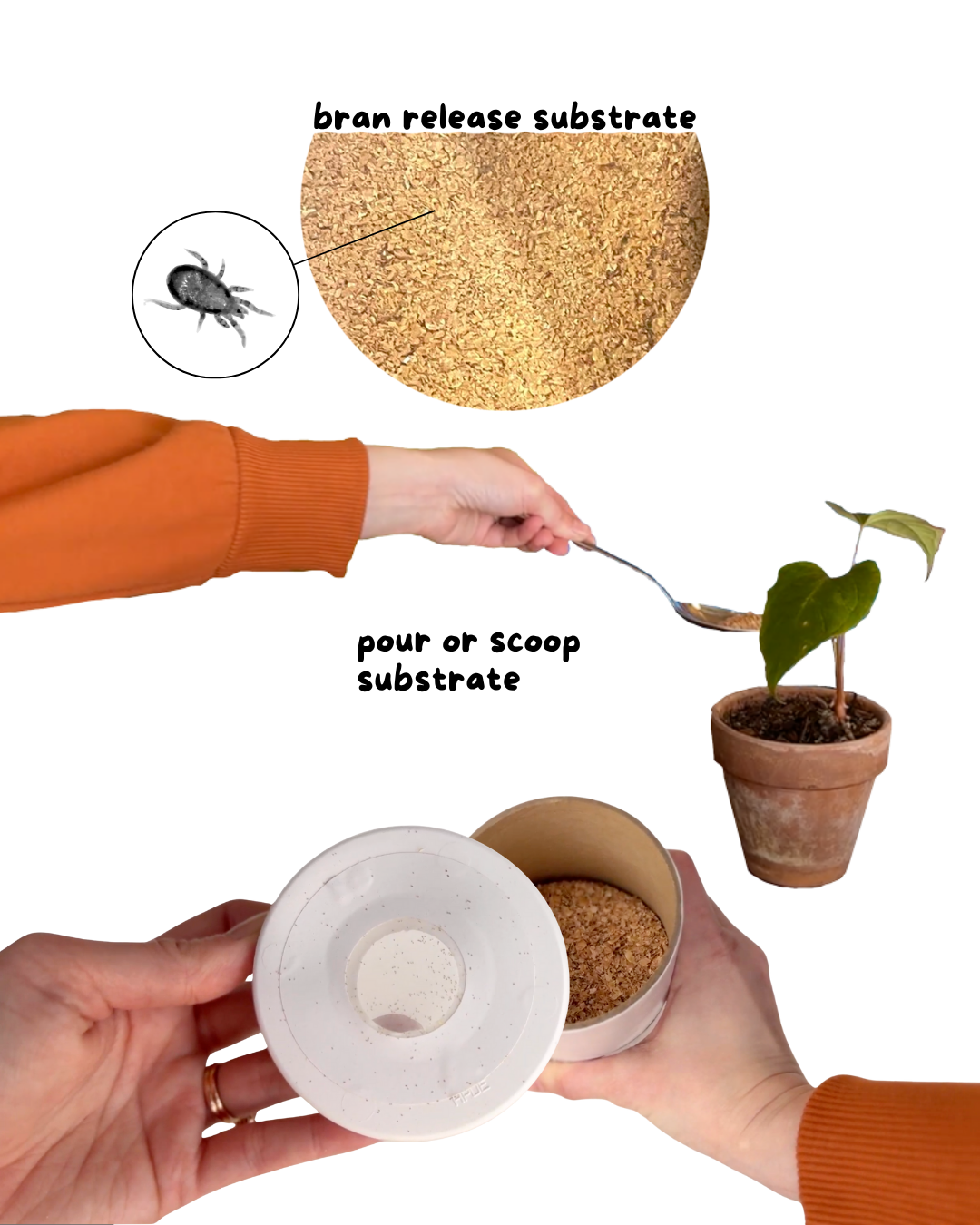 Cucumeris Mites - Tubes/Bottles/Containers (Whole and Half) - Image 3