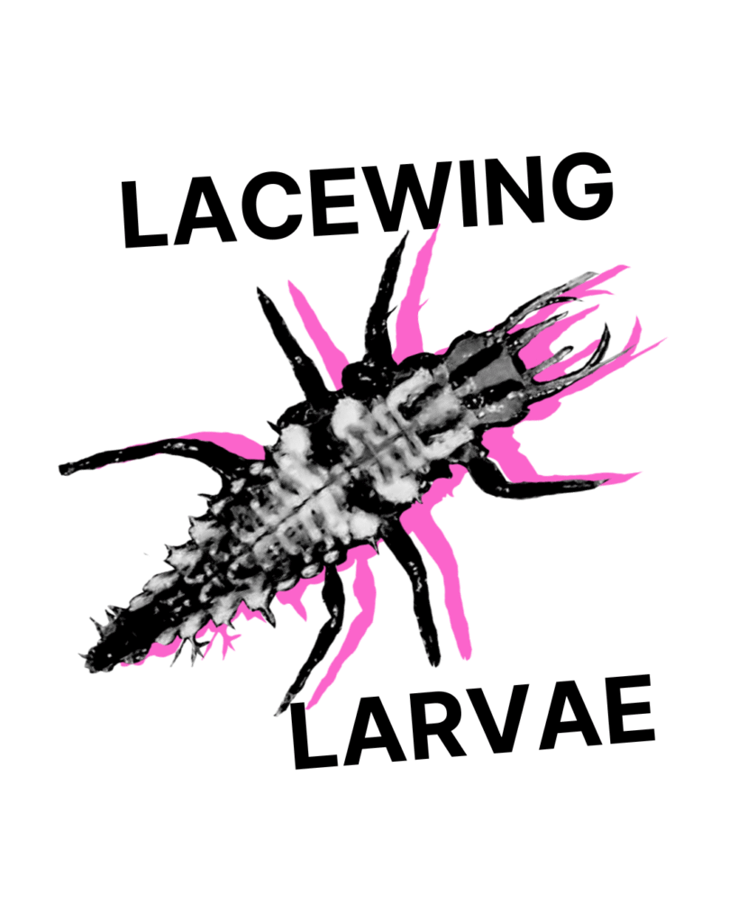 Lacewing Larvae - Tubes/Bottles/Containers (Whole and Half)