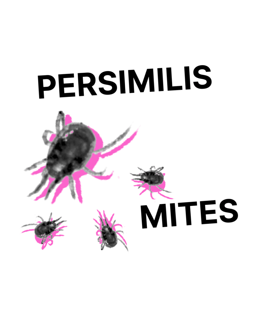 Persimilis Mites - Tubes/Bottles/Containers (Whole and Half)
