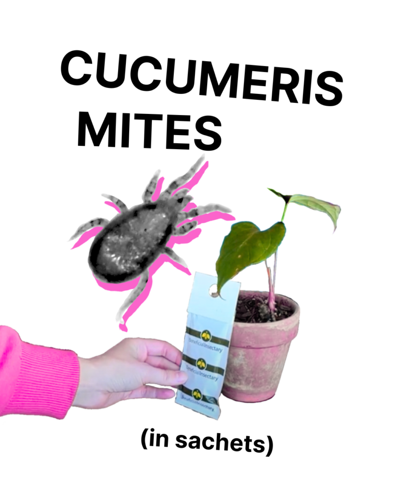 Cucumeris Mites - Sachets