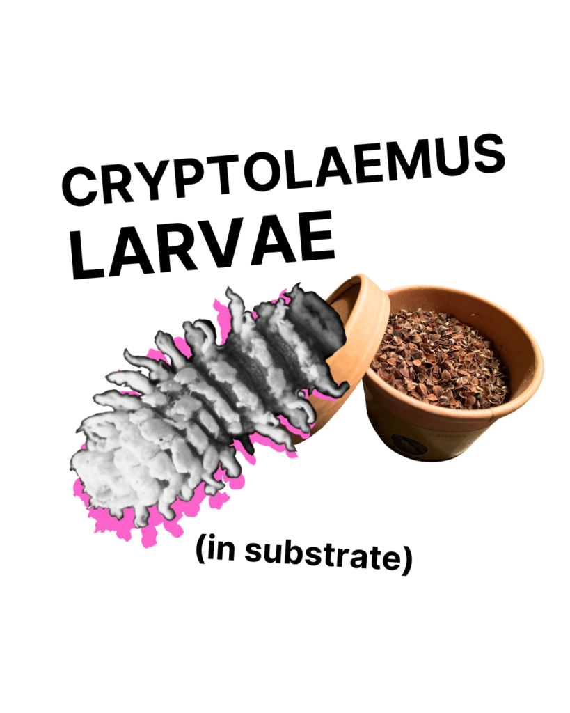 Cryptolaemus Larvae - Tubes/Bottles/Containers
