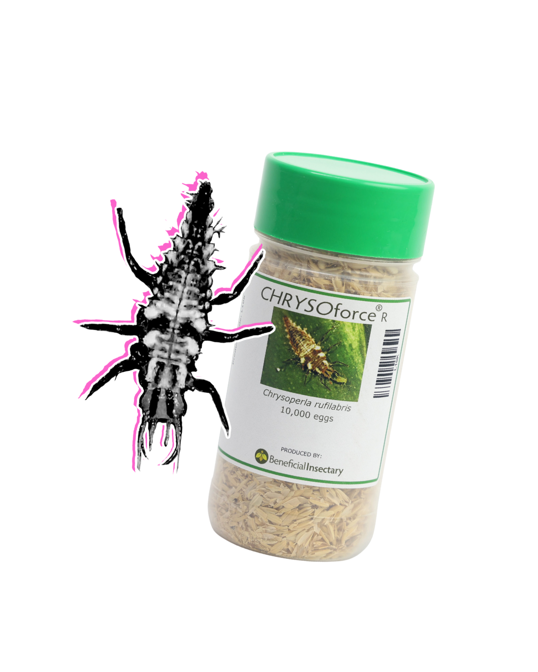 Lacewing Eggs - Tubes/Bottles/Containers - Image 2