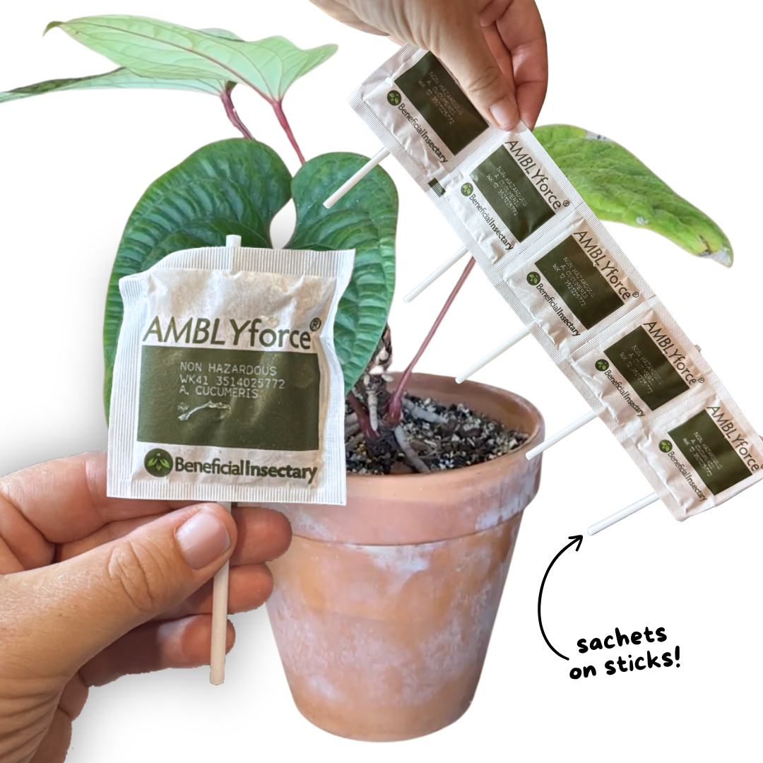 Cucumeris Mites - Sachets - Image 3