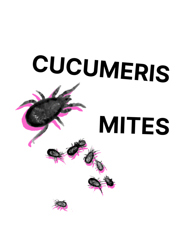 Cucumeris Mites - Tubes/Bottles/Containers (Whole and Partial)